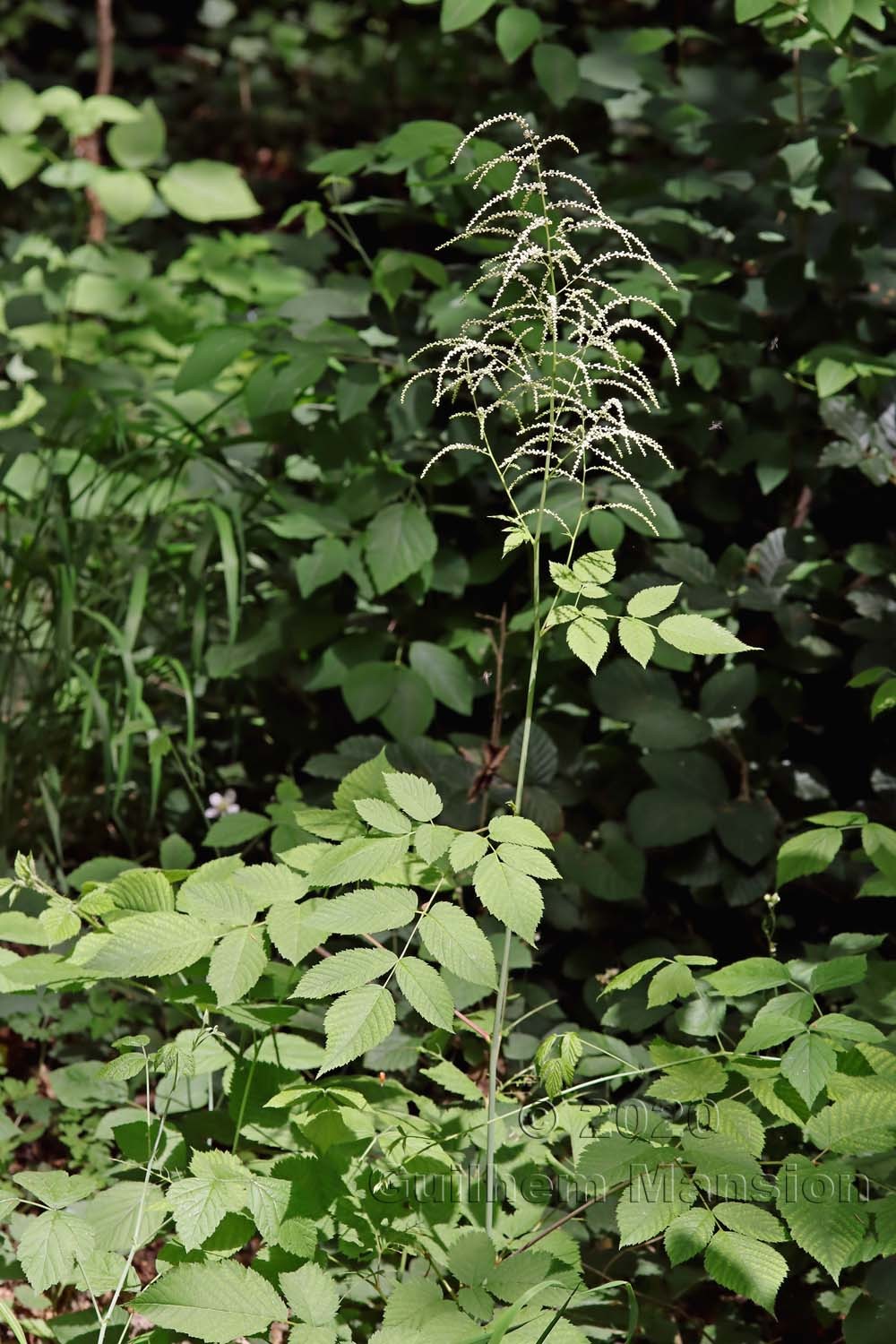 Aruncus dioicus