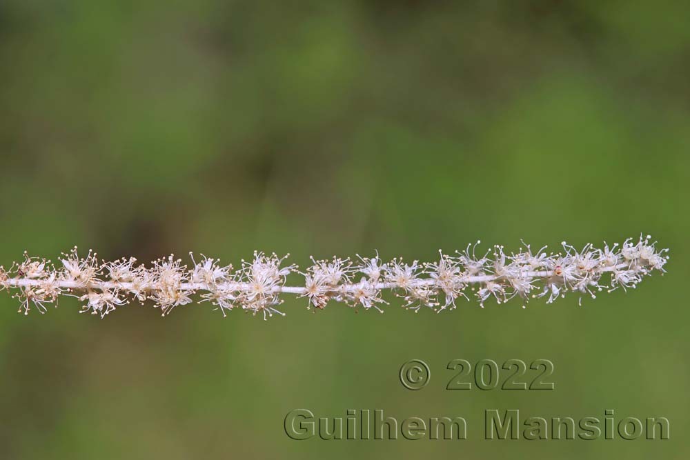 Aruncus dioicus