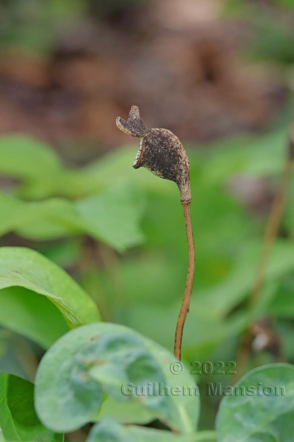 Asarum canadense