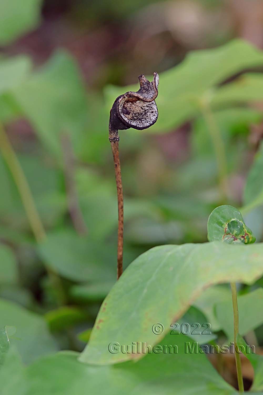 Asarum canadense