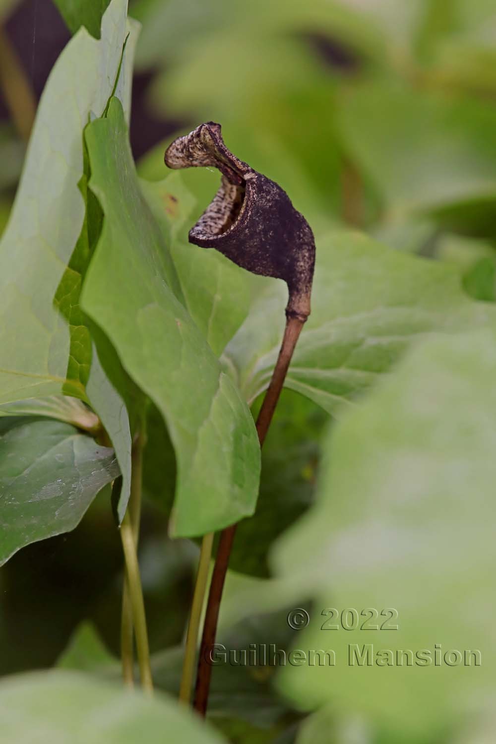 Asarum canadense