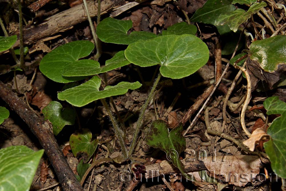 Asarum europaeum