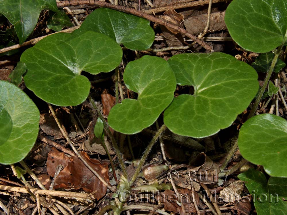 Asarum europaeum