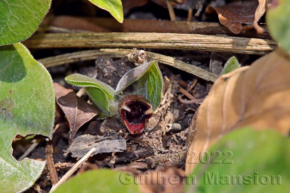 Asarum europaeum