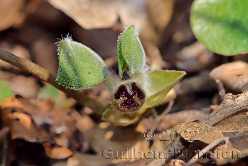 Asarum europaeum