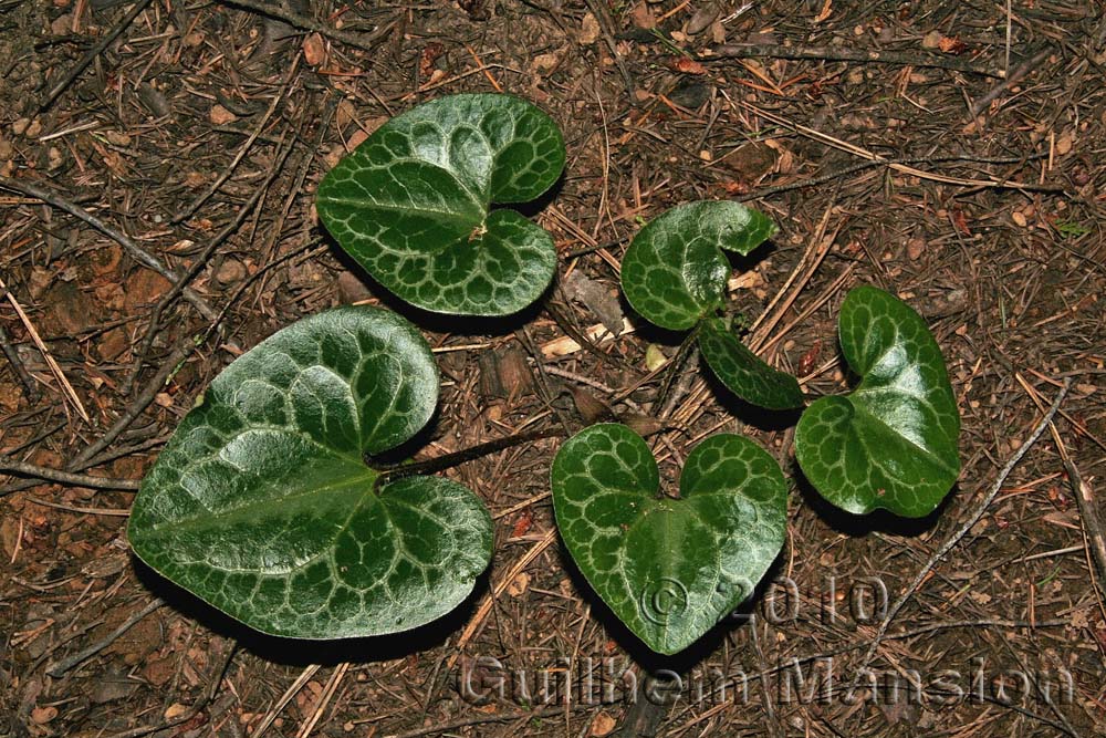 Asarum hartwegii