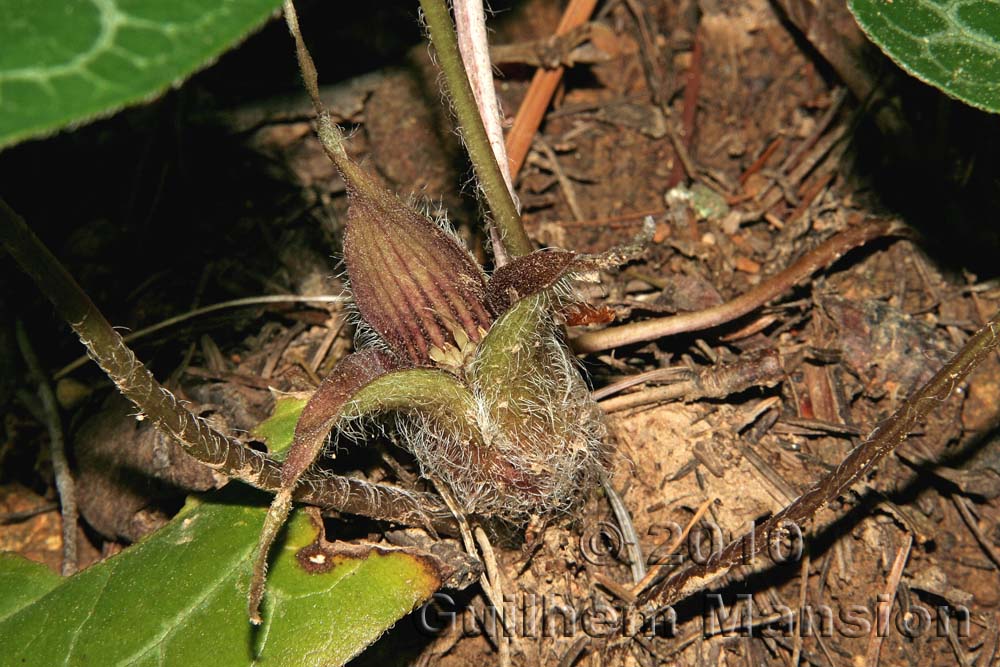 Asarum hartwegii