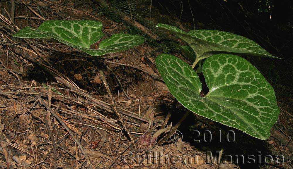 Asarum hartwegii