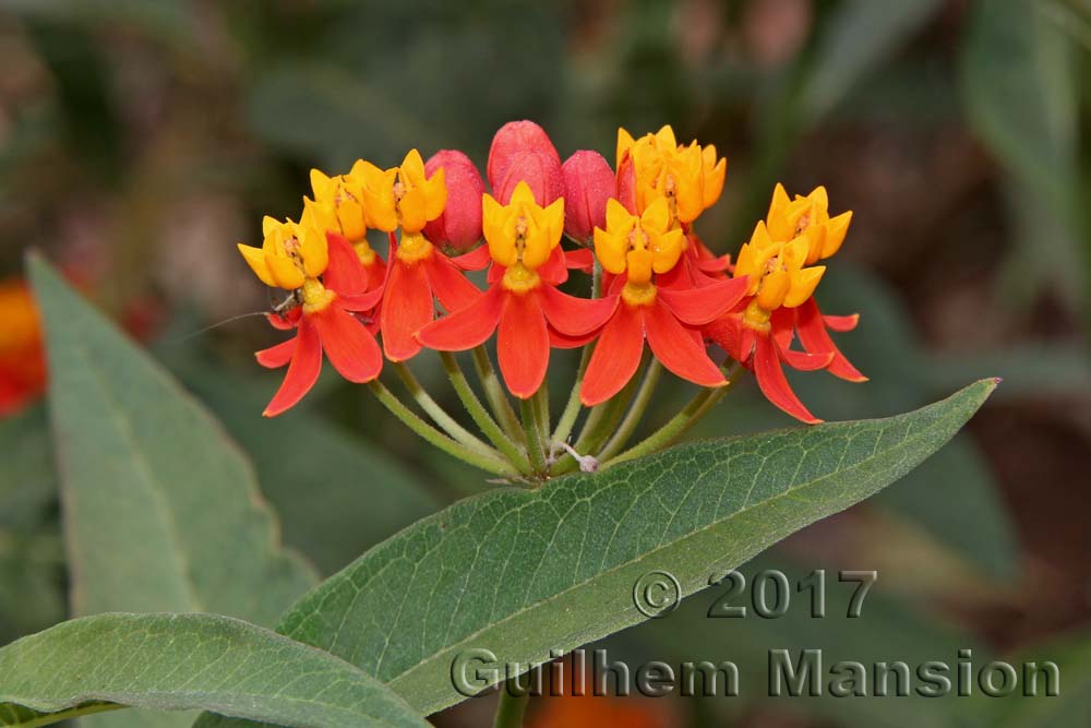 Asclepias curassavica