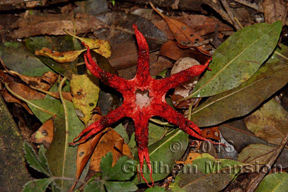 Aseroe rubra