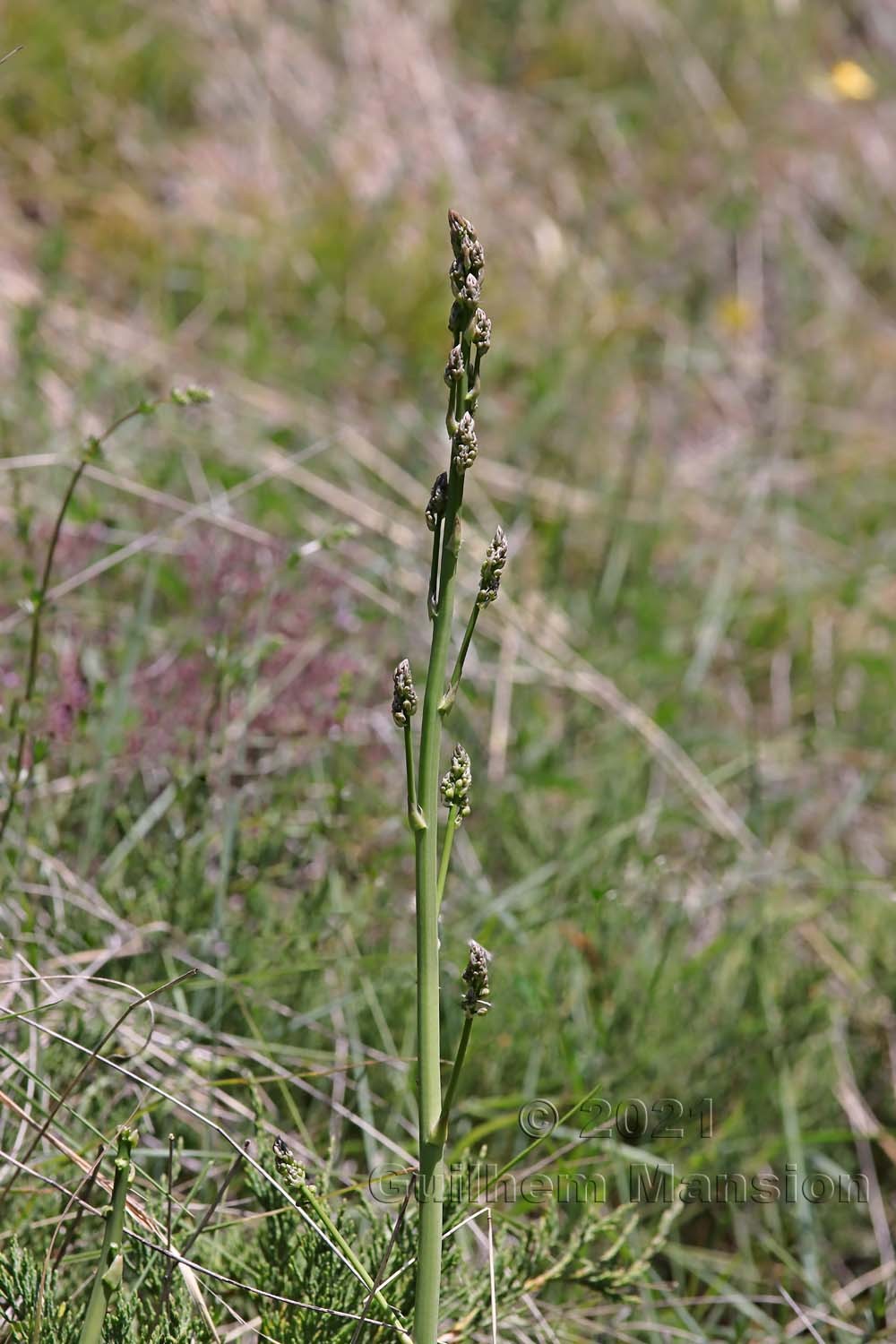 Asparagus officinalis