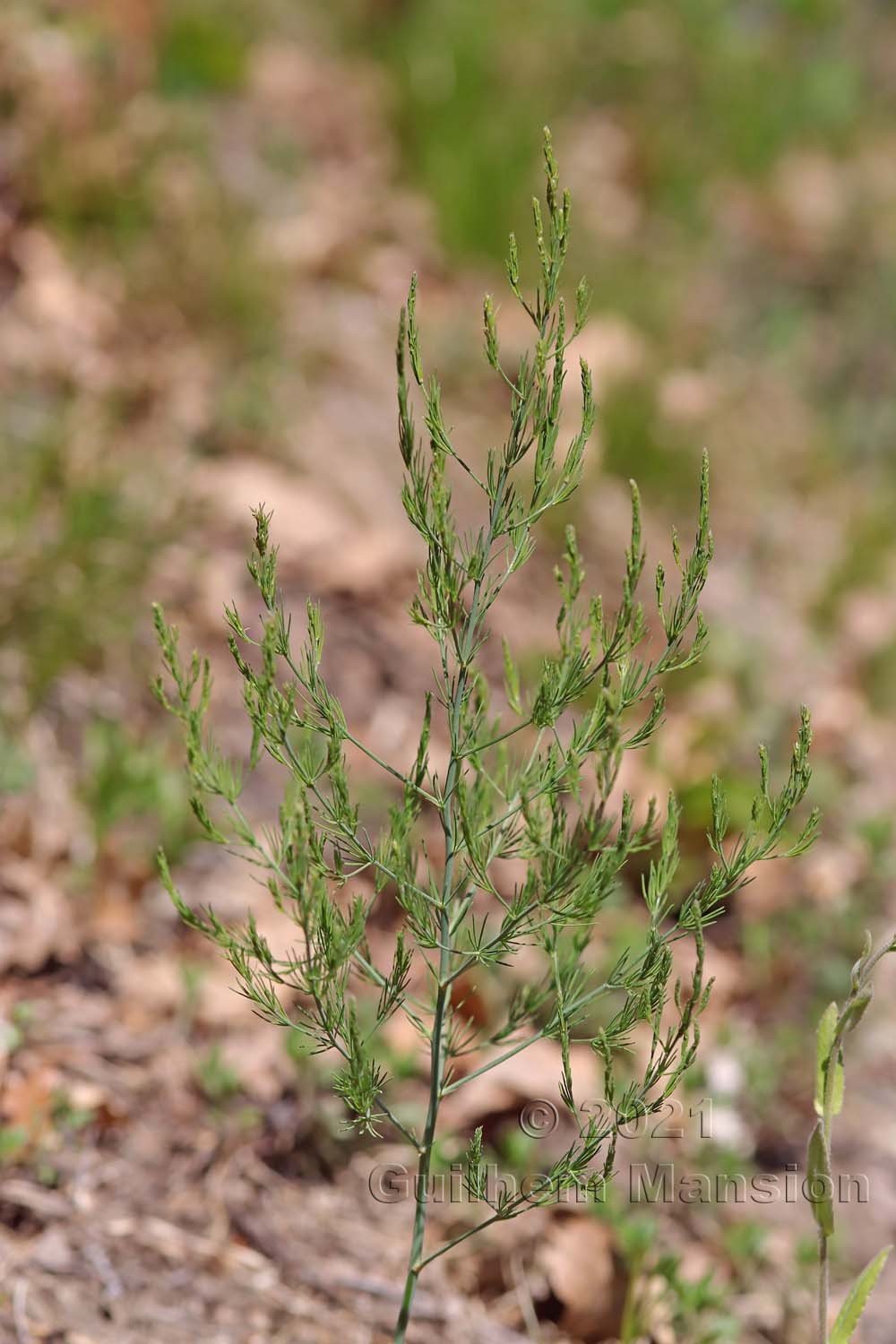 Asparagus officinalis