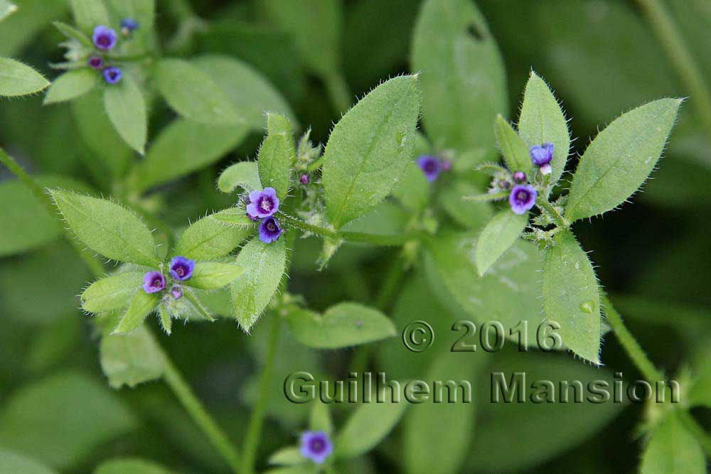 Asperugo procumbens