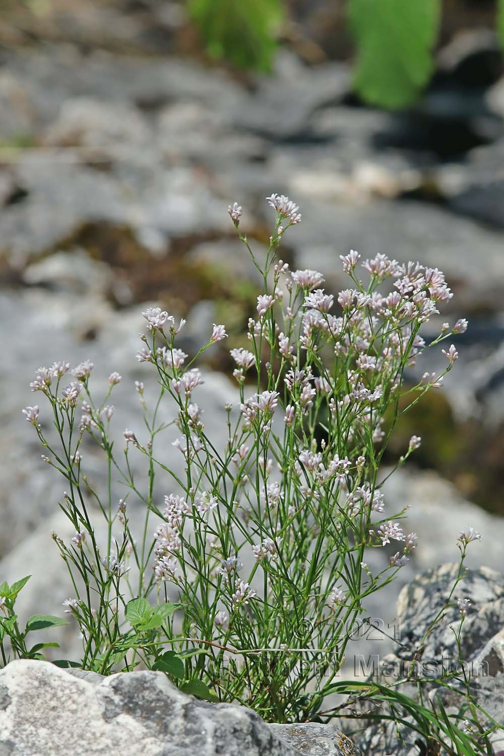 Asperula cynanchica