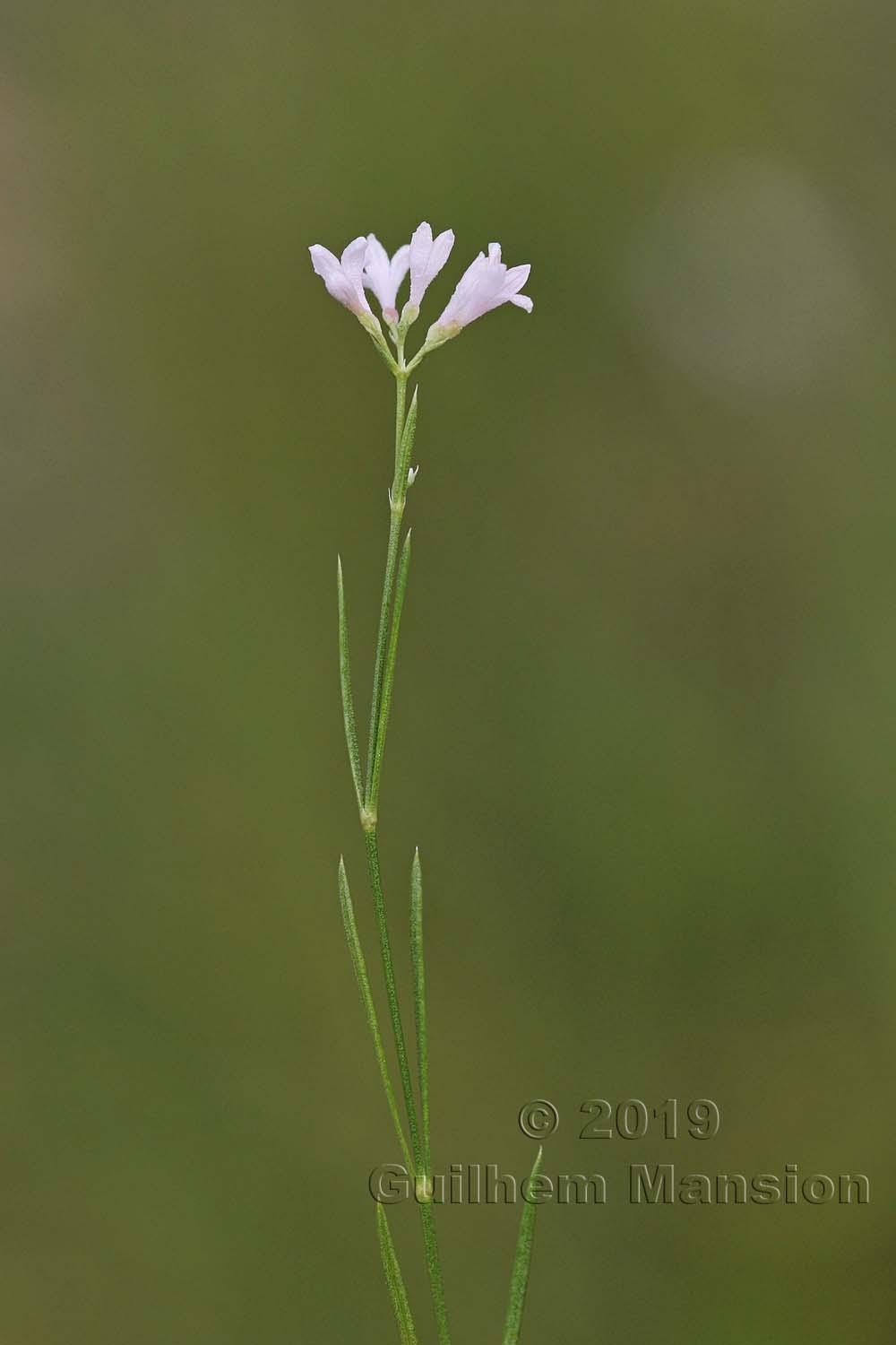 Asperula cynanchica