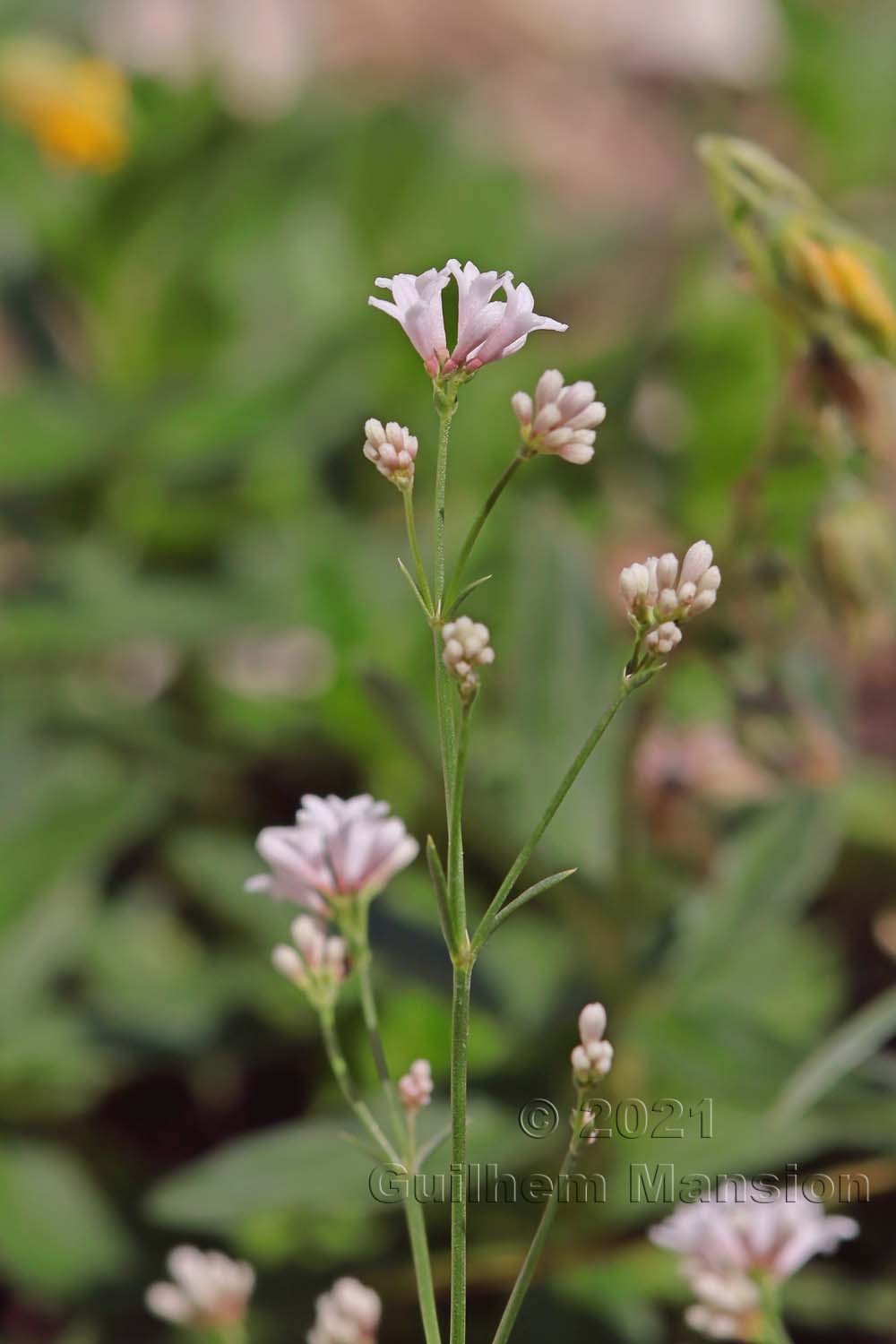 Asperula cynanchica