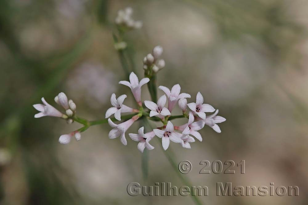 Asperula cynanchica