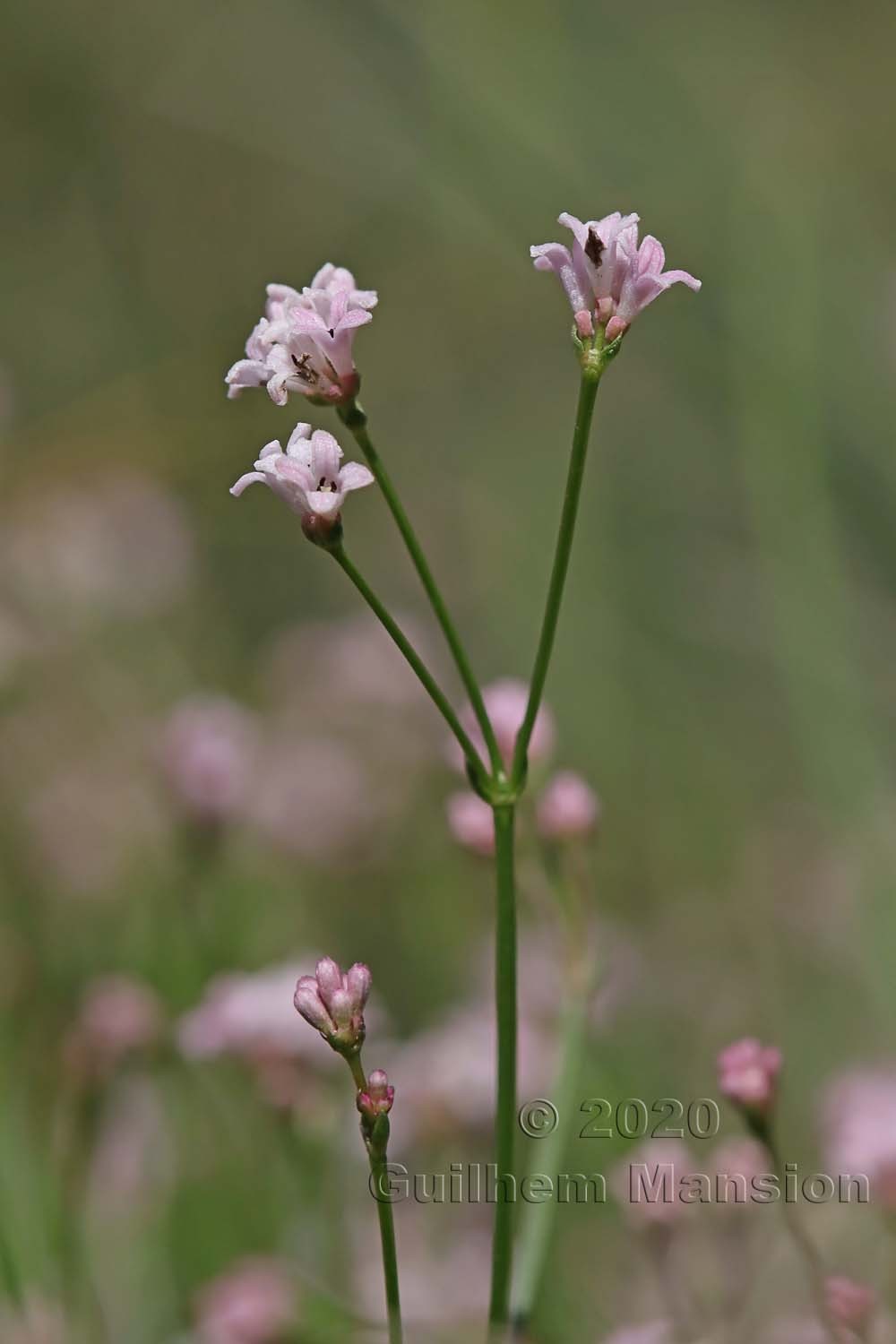 Asperula cynanchica