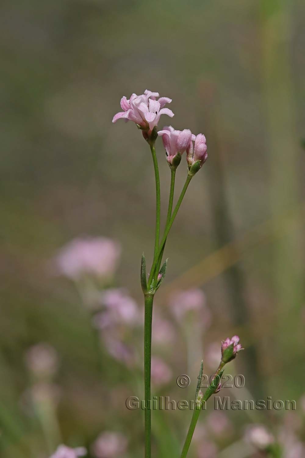 Asperula cynanchica