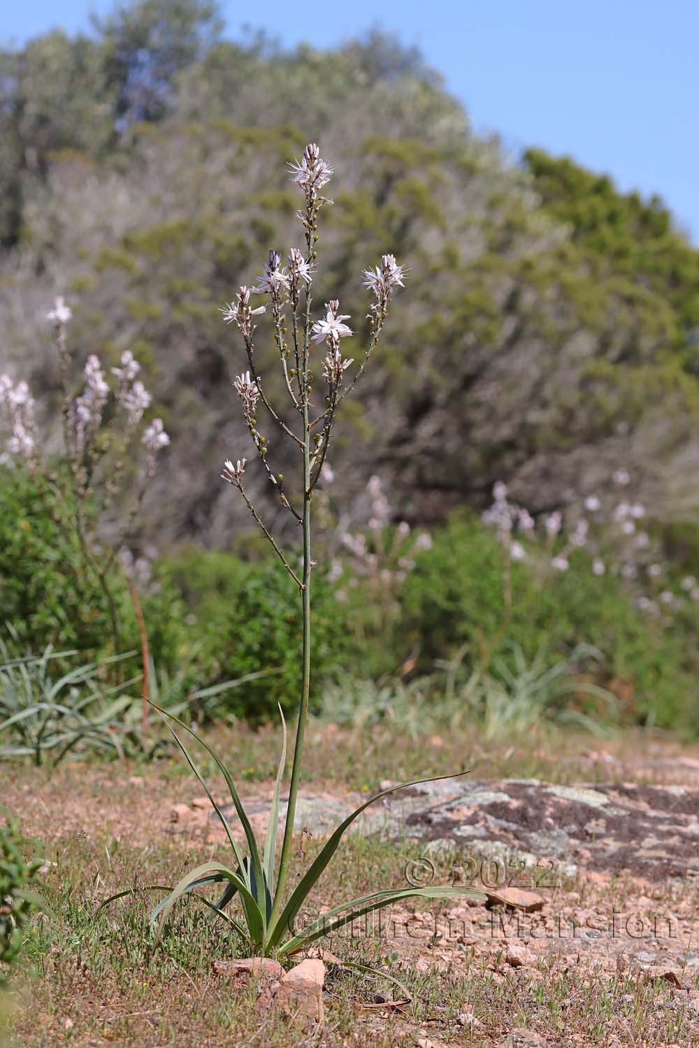 Asphodelus ramosus