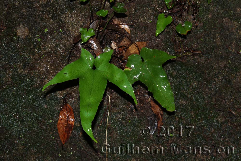 Asplenium hemionitis