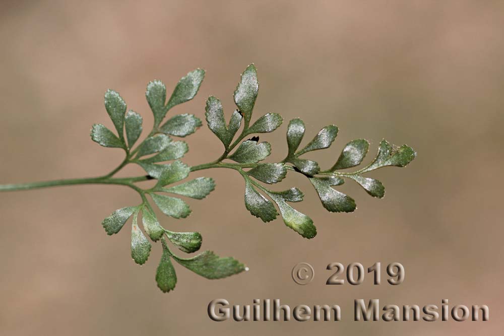 Asplenium ruta-muraria