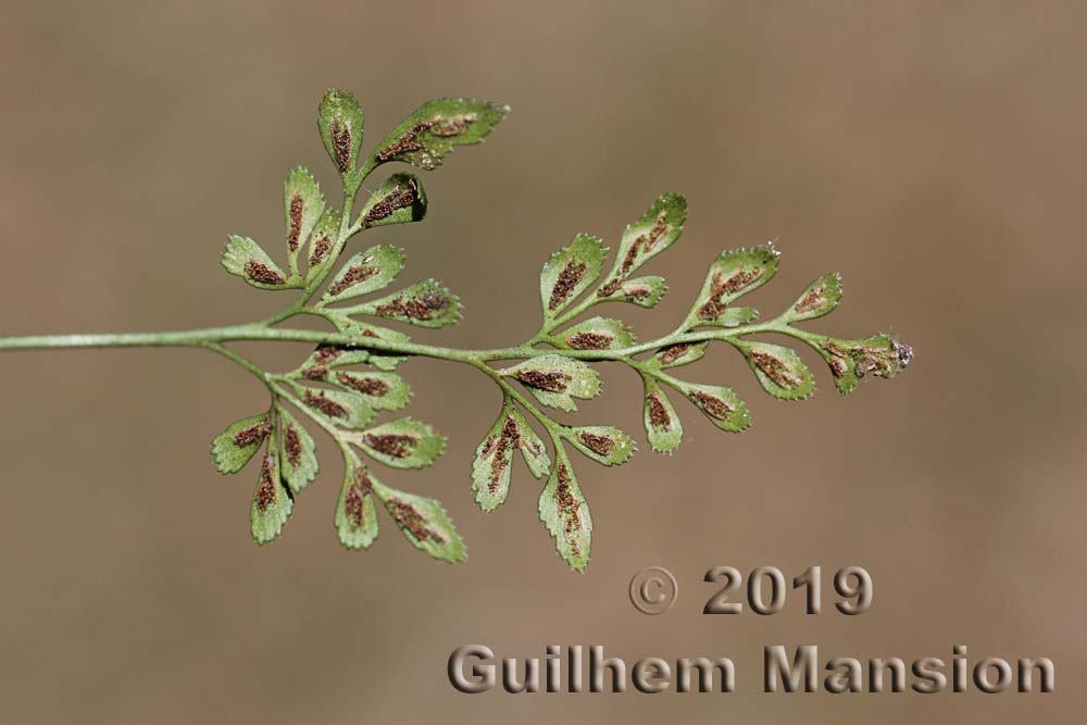 Asplenium ruta-muraria