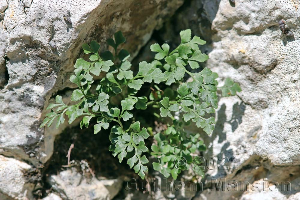 Asplenium ruta-muraria