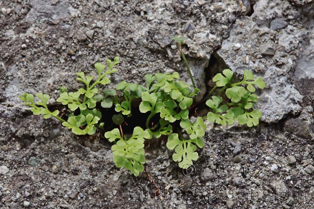 Asplenium ruta-muraria