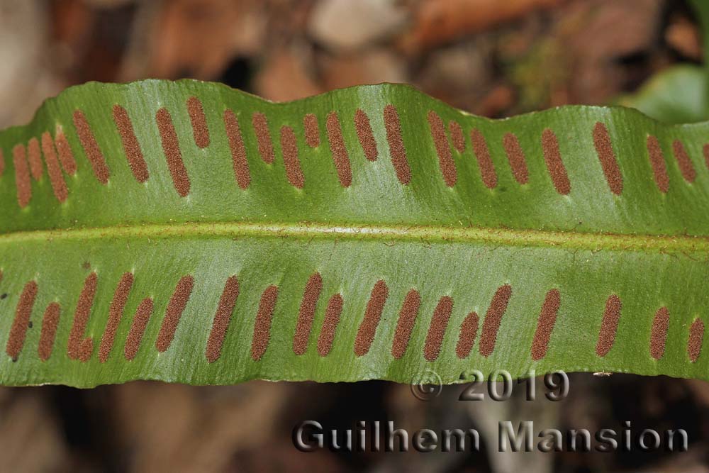 Asplenium scolopendrium