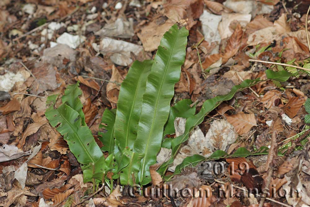 Asplenium scolopendrium