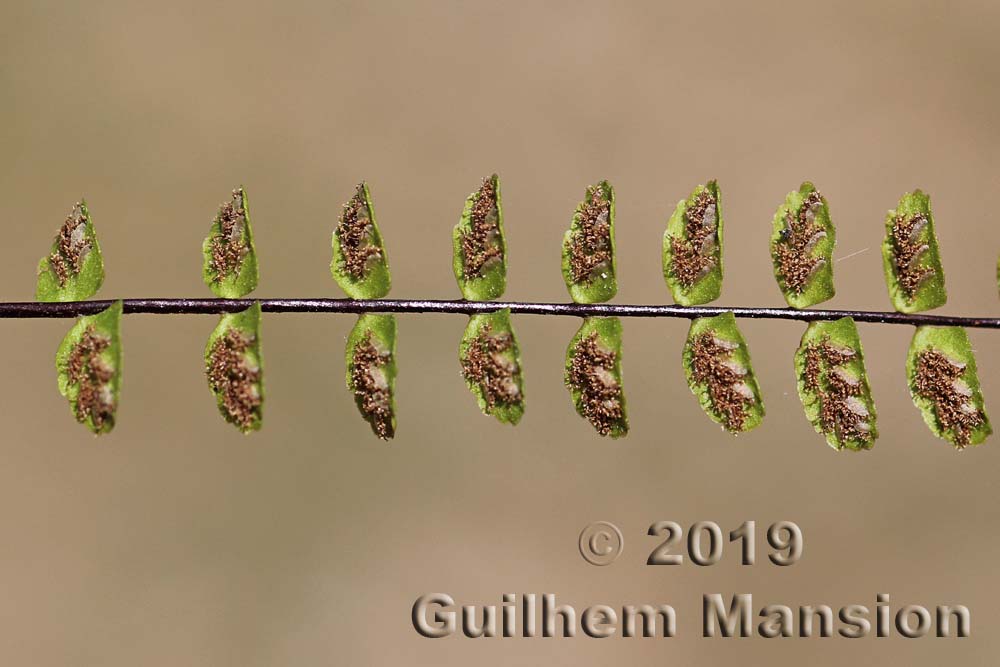 Asplenium trichomanes