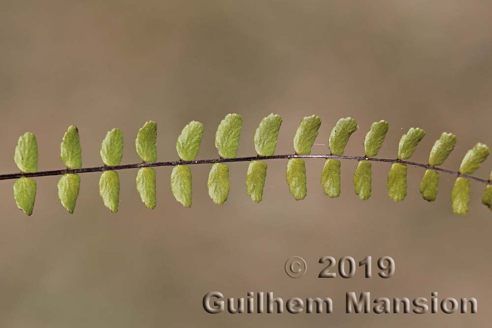 Asplenium trichomanes