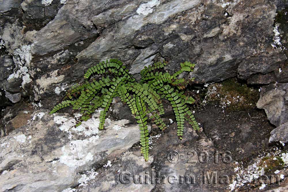 Asplenium trichomanes