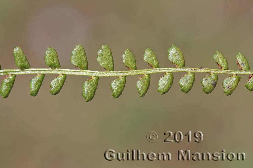 Asplenium viride