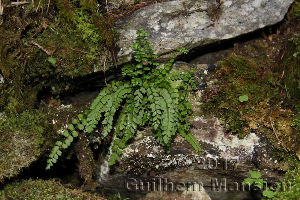 Asplenium viride