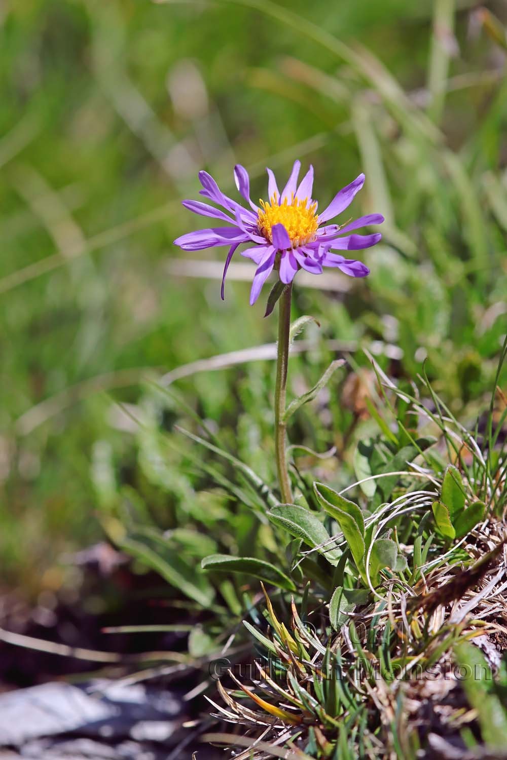 Aster alpinus