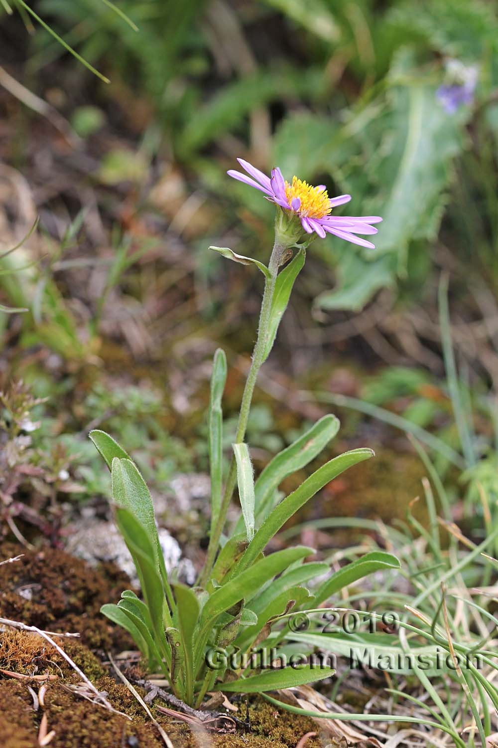 Aster alpinus