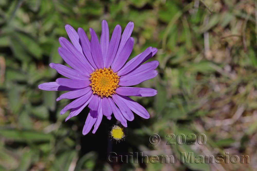 Aster alpinus