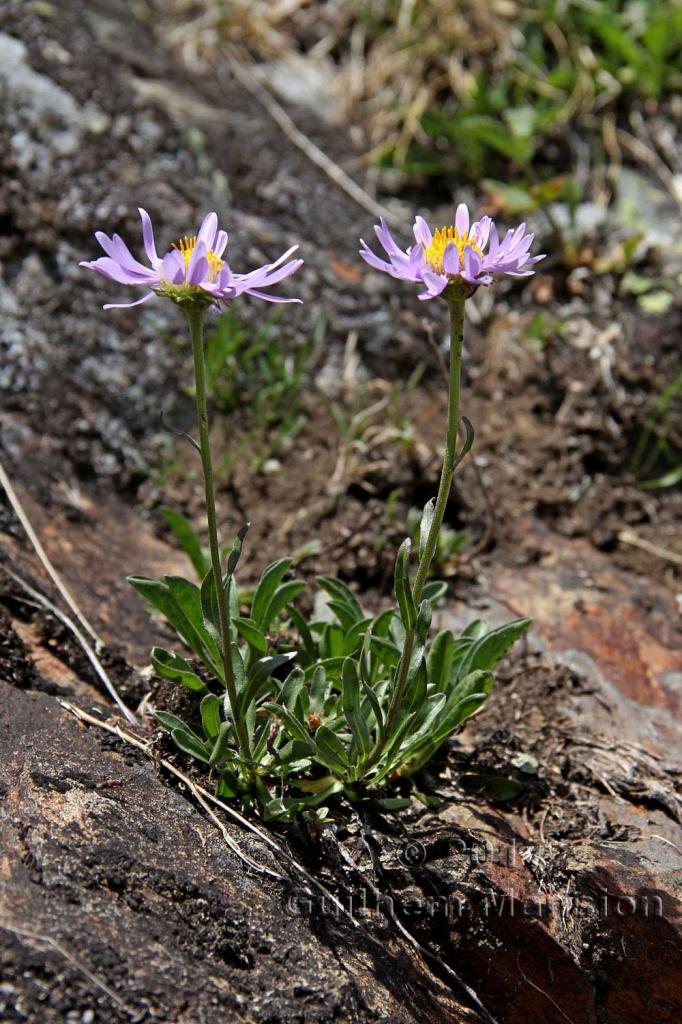 Aster alpinus