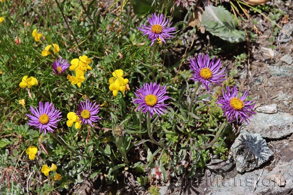 Aster alpinus