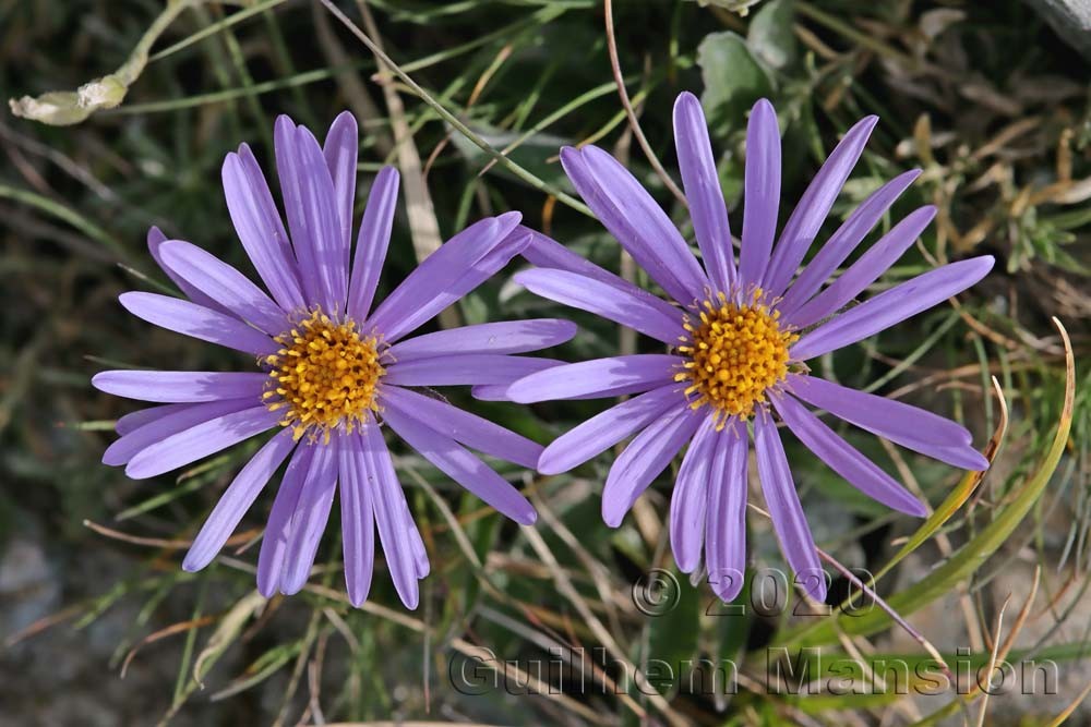 Aster alpinus