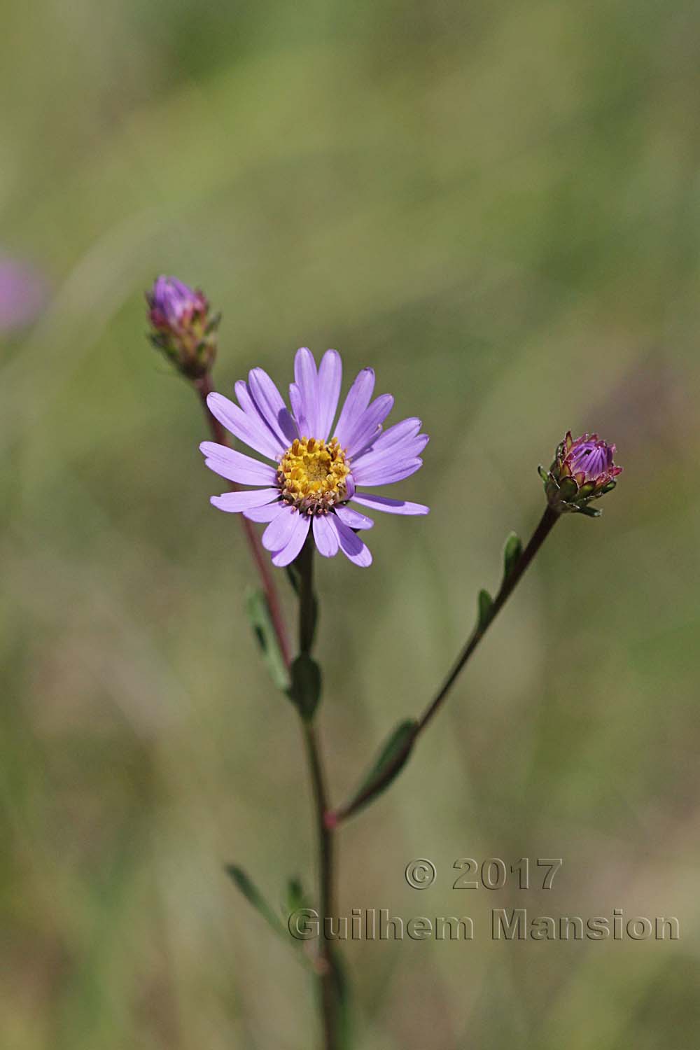 Aster amellus