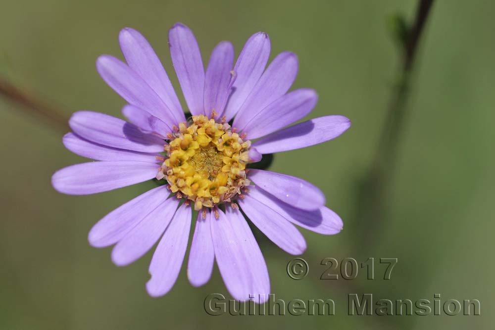 Aster amellus