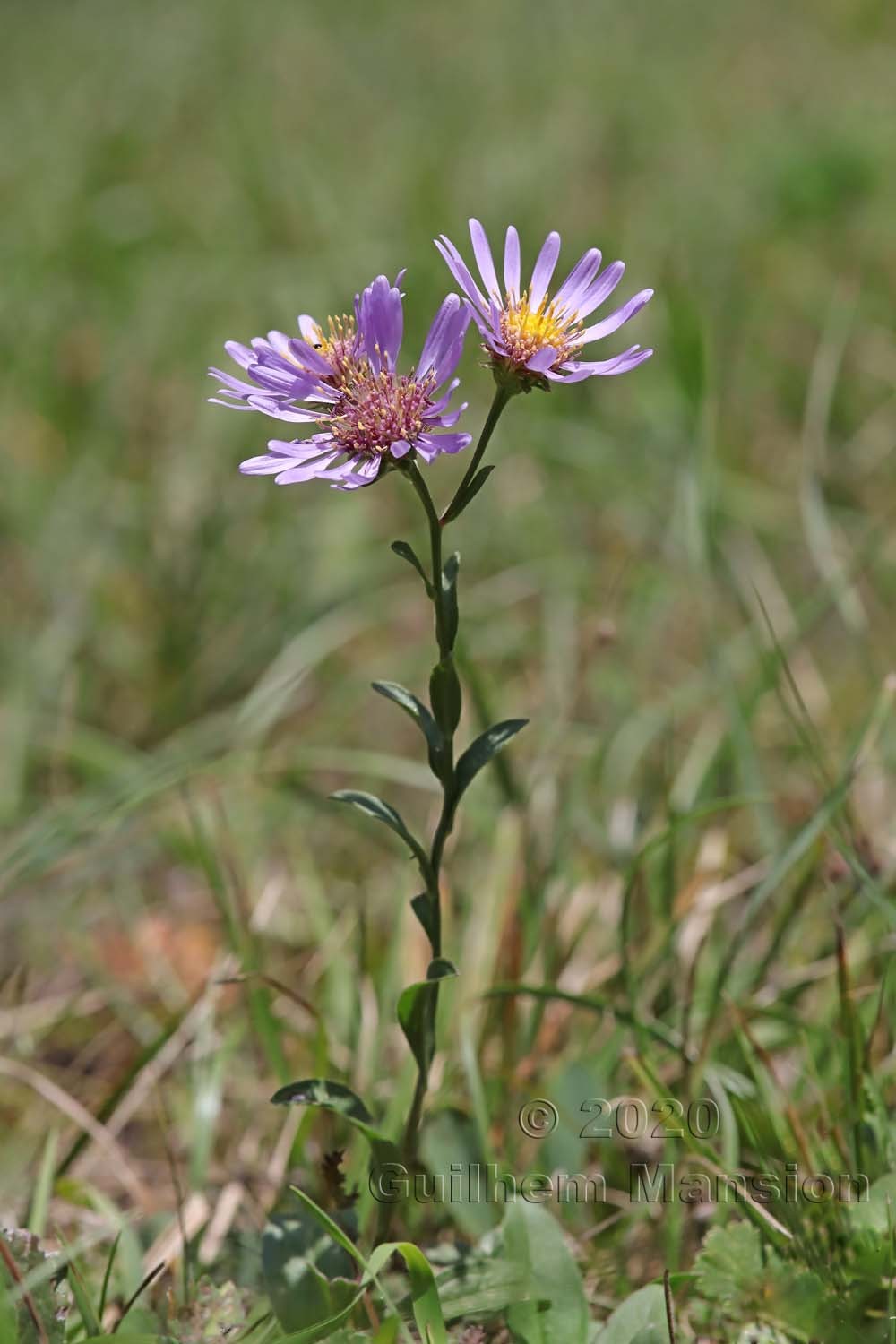 Aster amellus