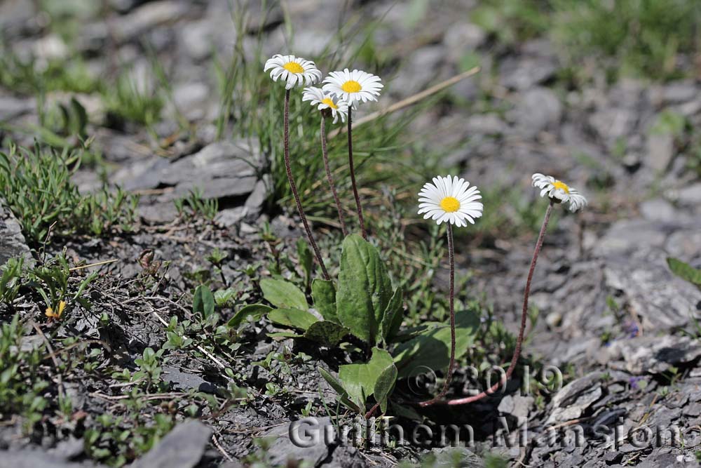 Aster bellidiastrum