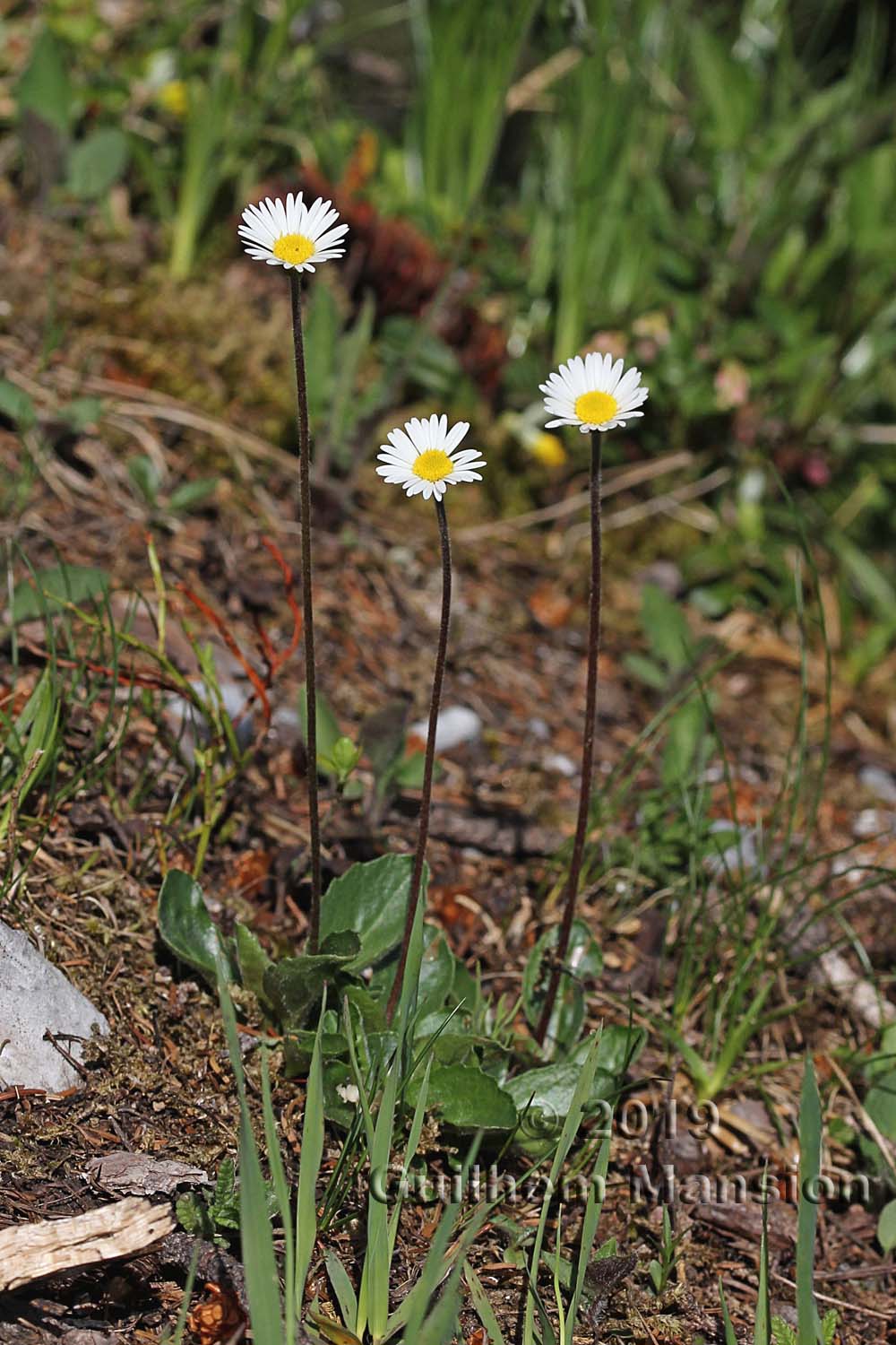 Aster bellidiastrum