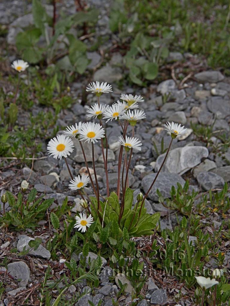 Aste bellidiastrum