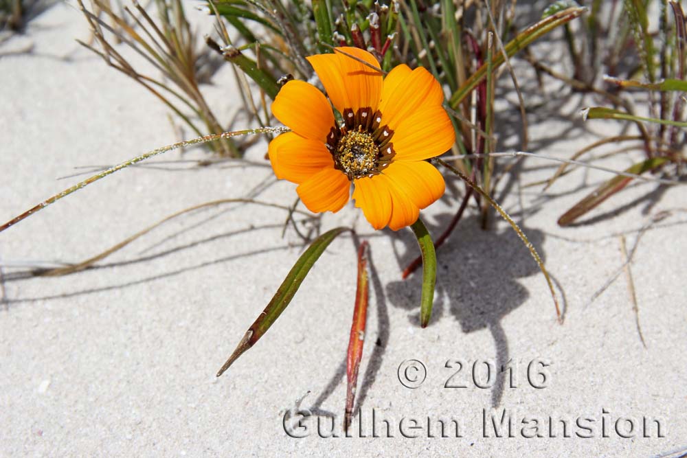 Gazania krebsiana