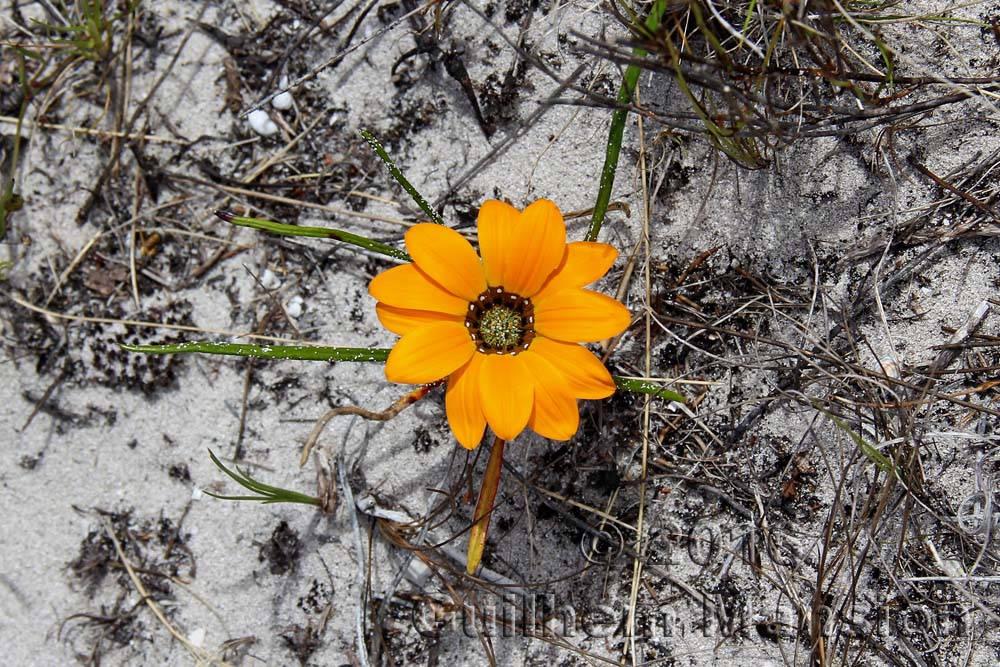 Gazania krebsiana